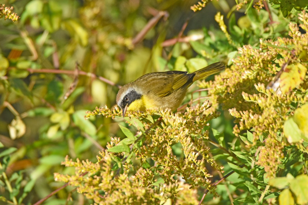 Common Yellowthroat - ML644075209