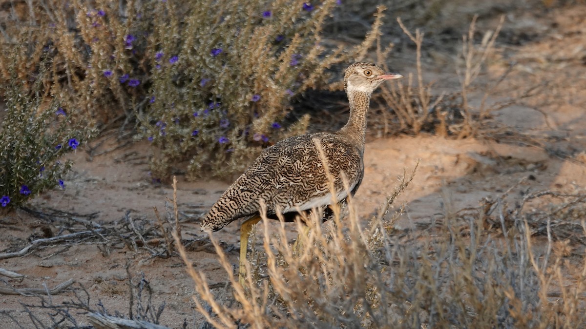 White-quilled Bustard - ML644075211