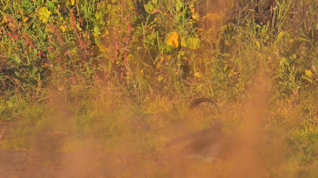Common Cuckoo - ML644075213