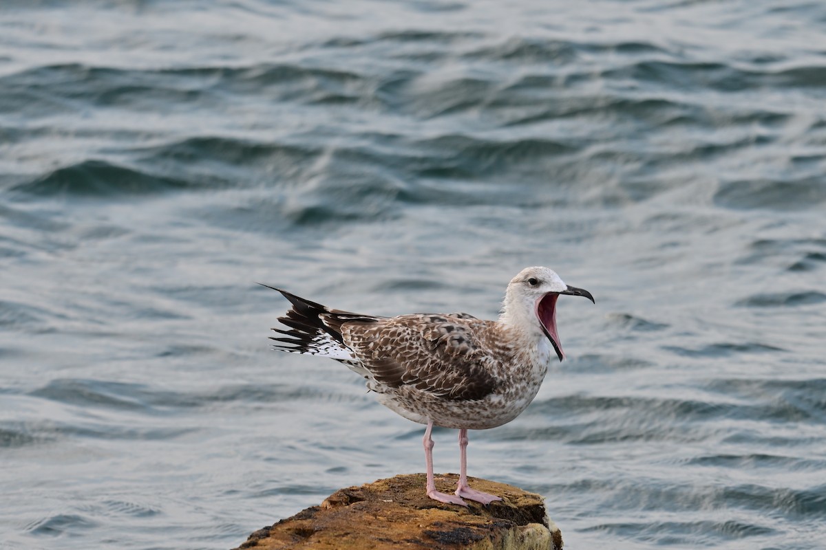 Lesser Black-backed Gull - ML644075221