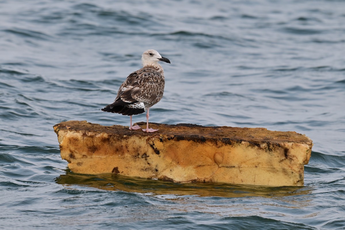 Lesser Black-backed Gull - ML644075222