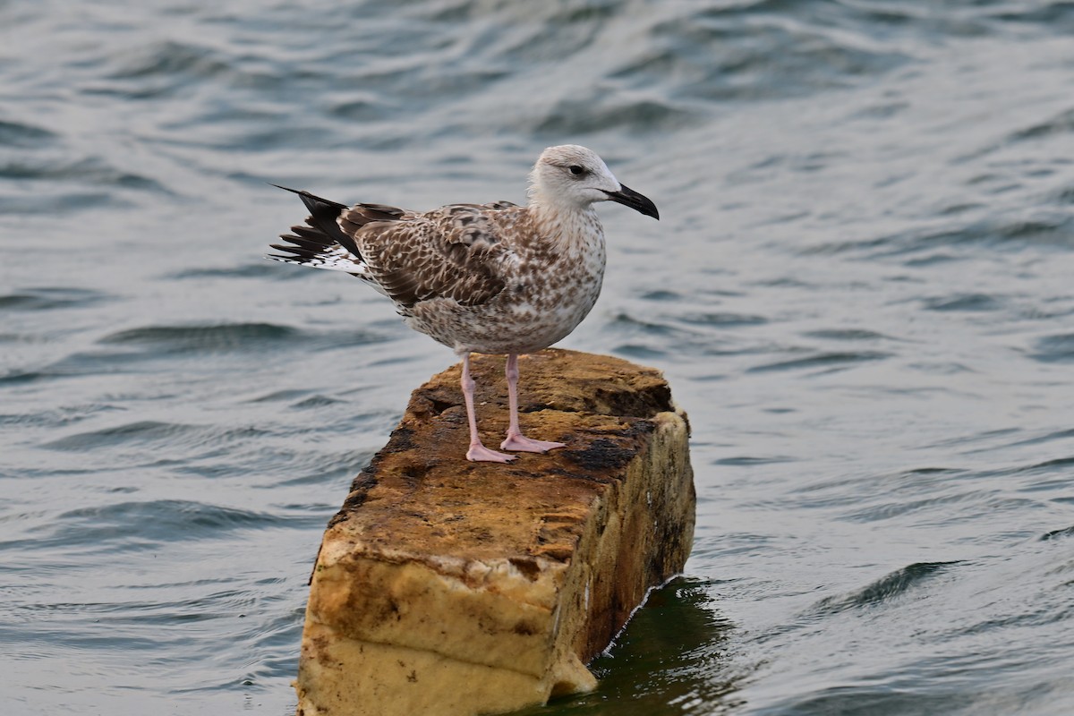 Lesser Black-backed Gull - ML644075223