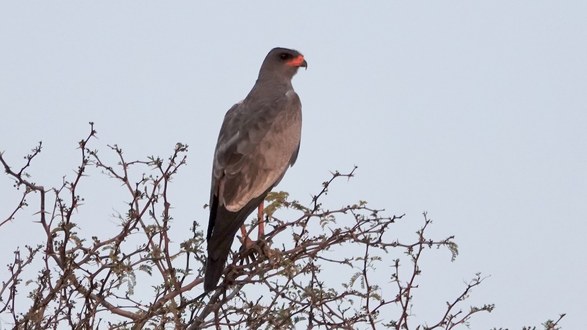 コシジロウタオオタカ - ML644075225