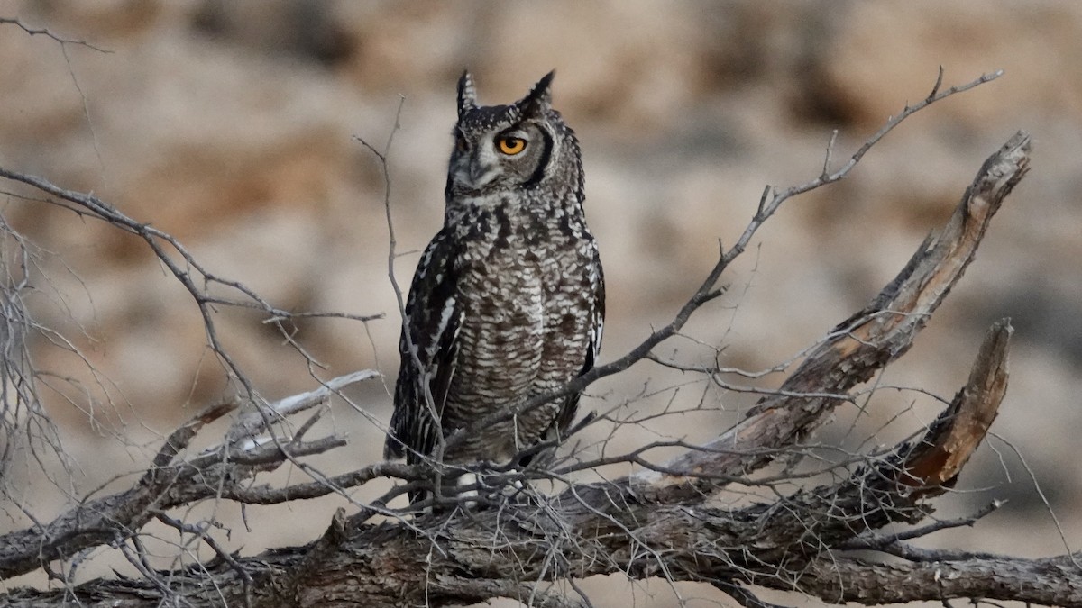 Spotted Eagle-Owl - ML644075229