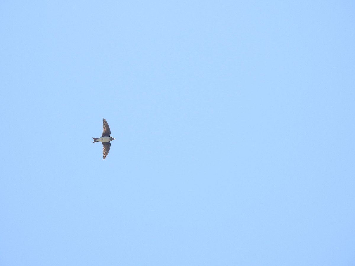 Gray-breasted Martin - ML644075236