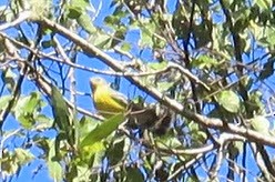 Magnolia Warbler - ML644075237