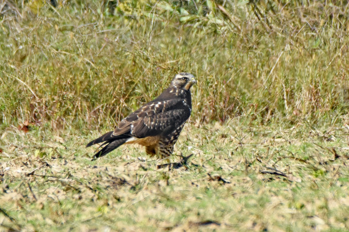Swainson's Hawk - ML644075260