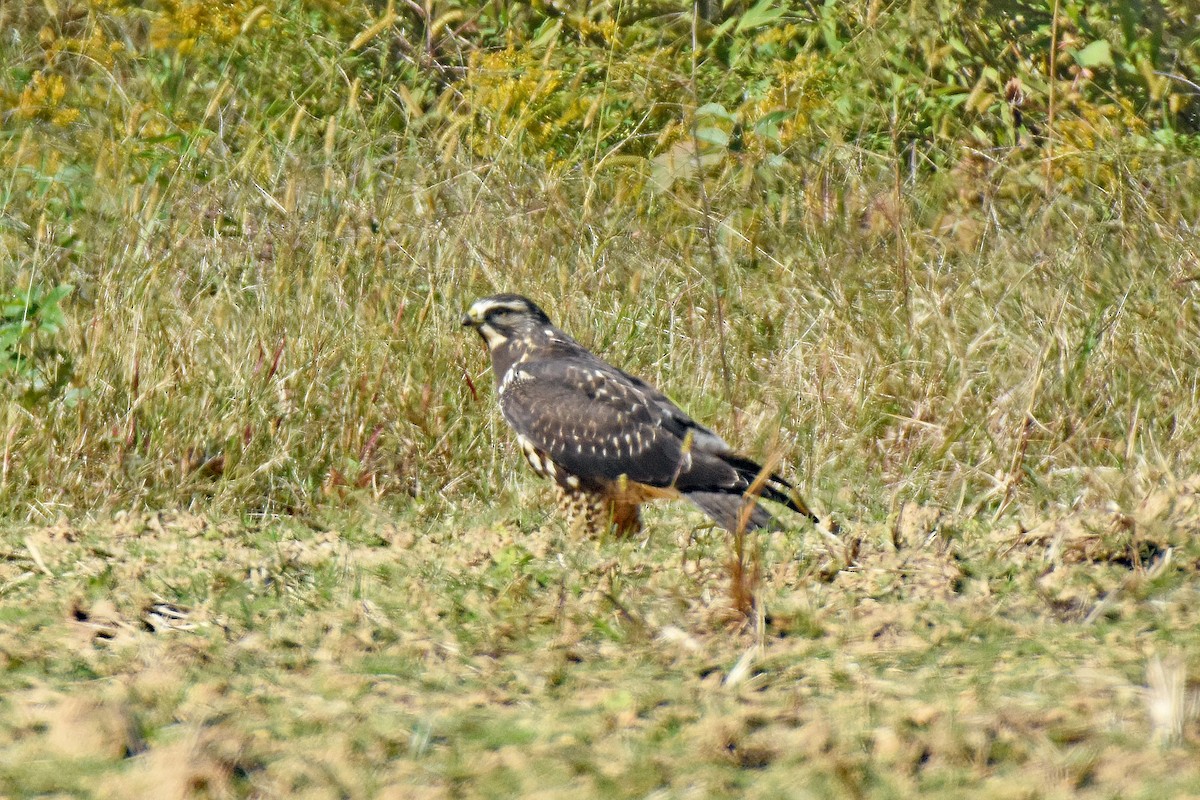 Swainson's Hawk - ML644075266