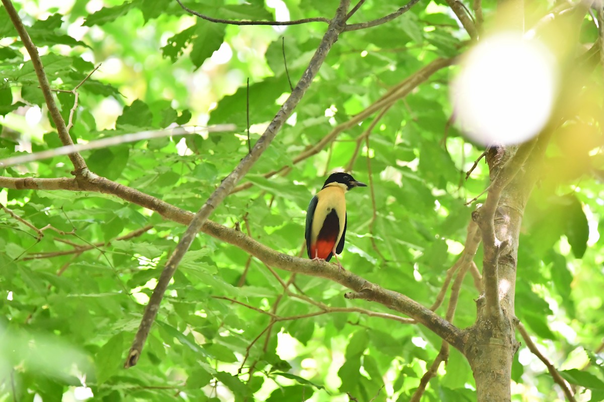 Elegant Pitta - ML644075273