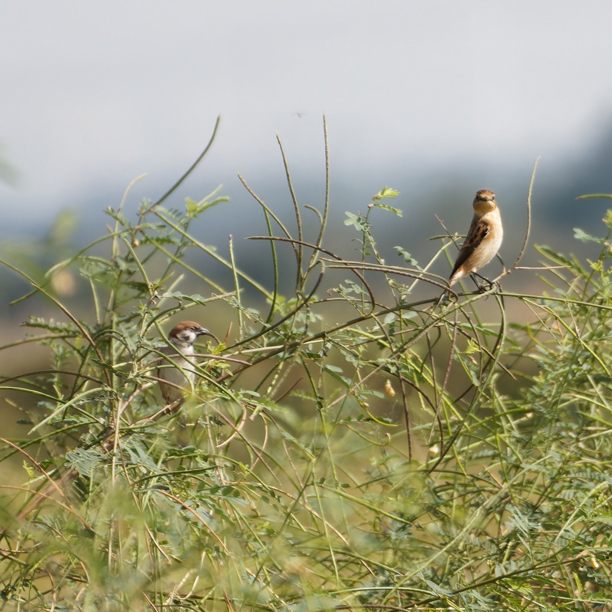 Amur Stonechat - ML644075291