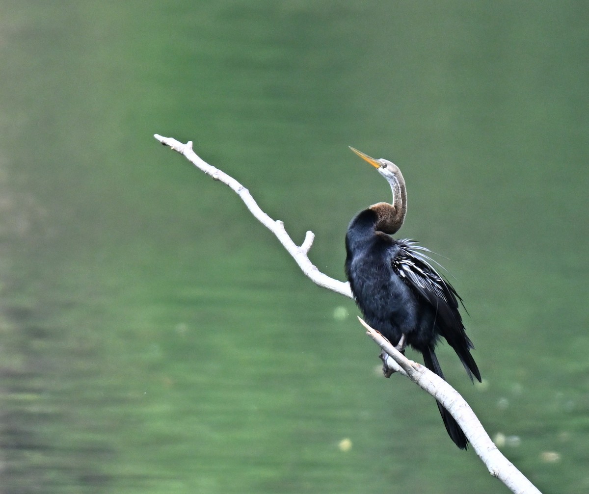 Orient-Schlangenhalsvogel - ML644075293