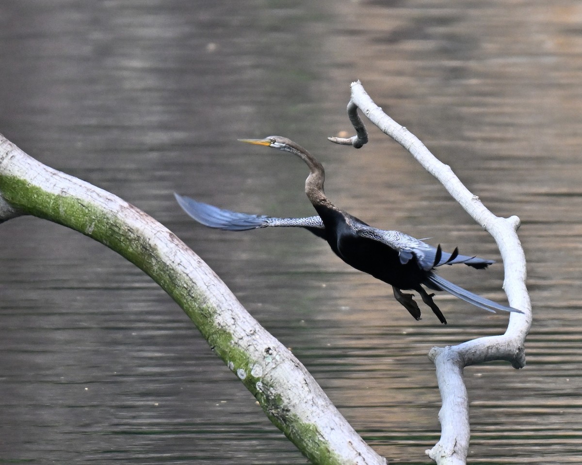 Orient-Schlangenhalsvogel - ML644075294