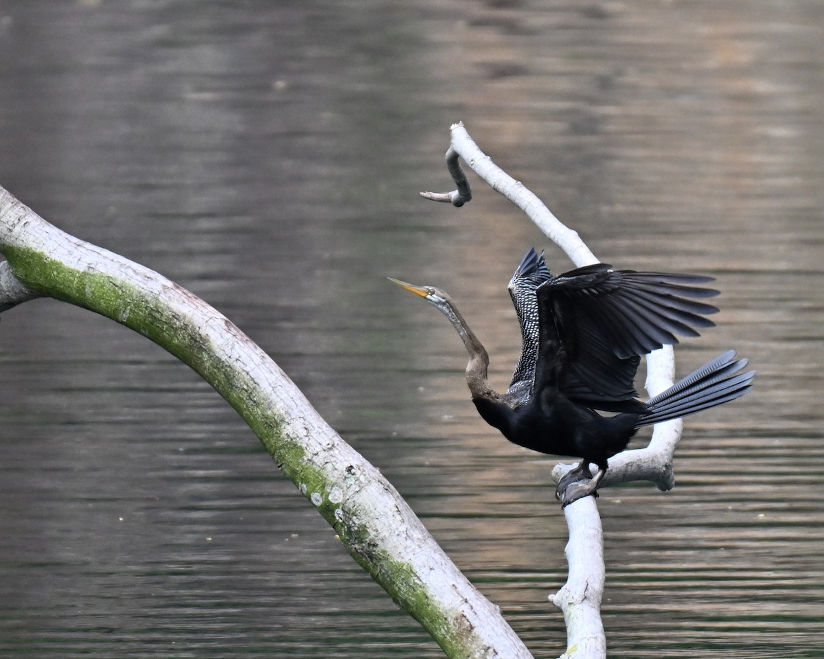 Orient-Schlangenhalsvogel - ML644075295