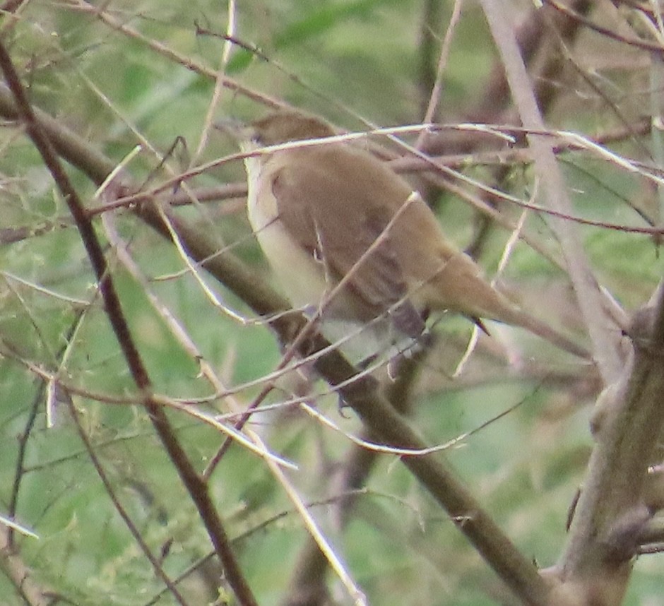 Дорнын охил бялзуухай - ML644075297