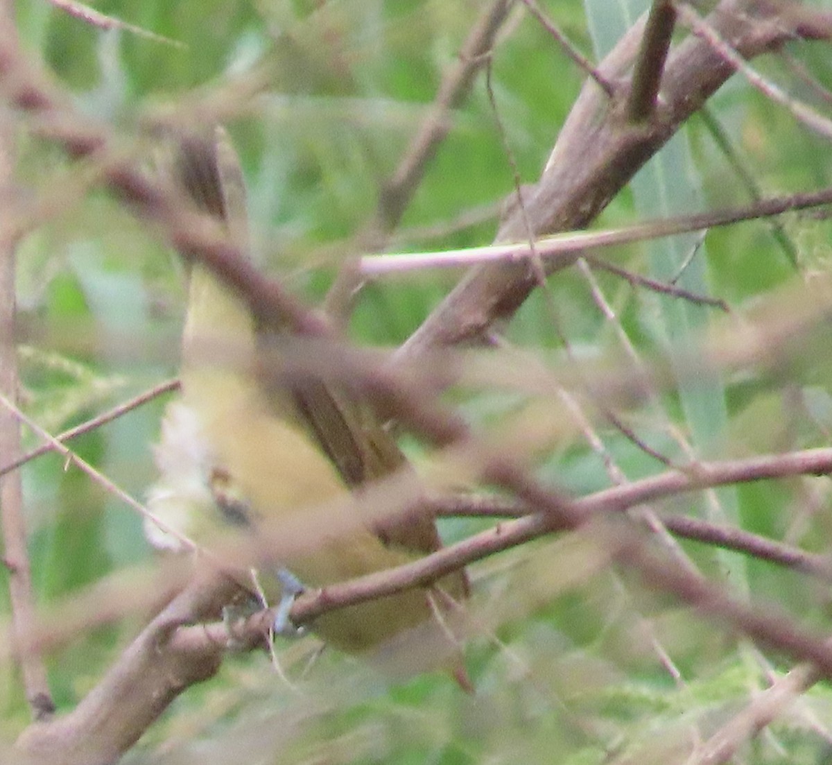 Дорнын охил бялзуухай - ML644075298