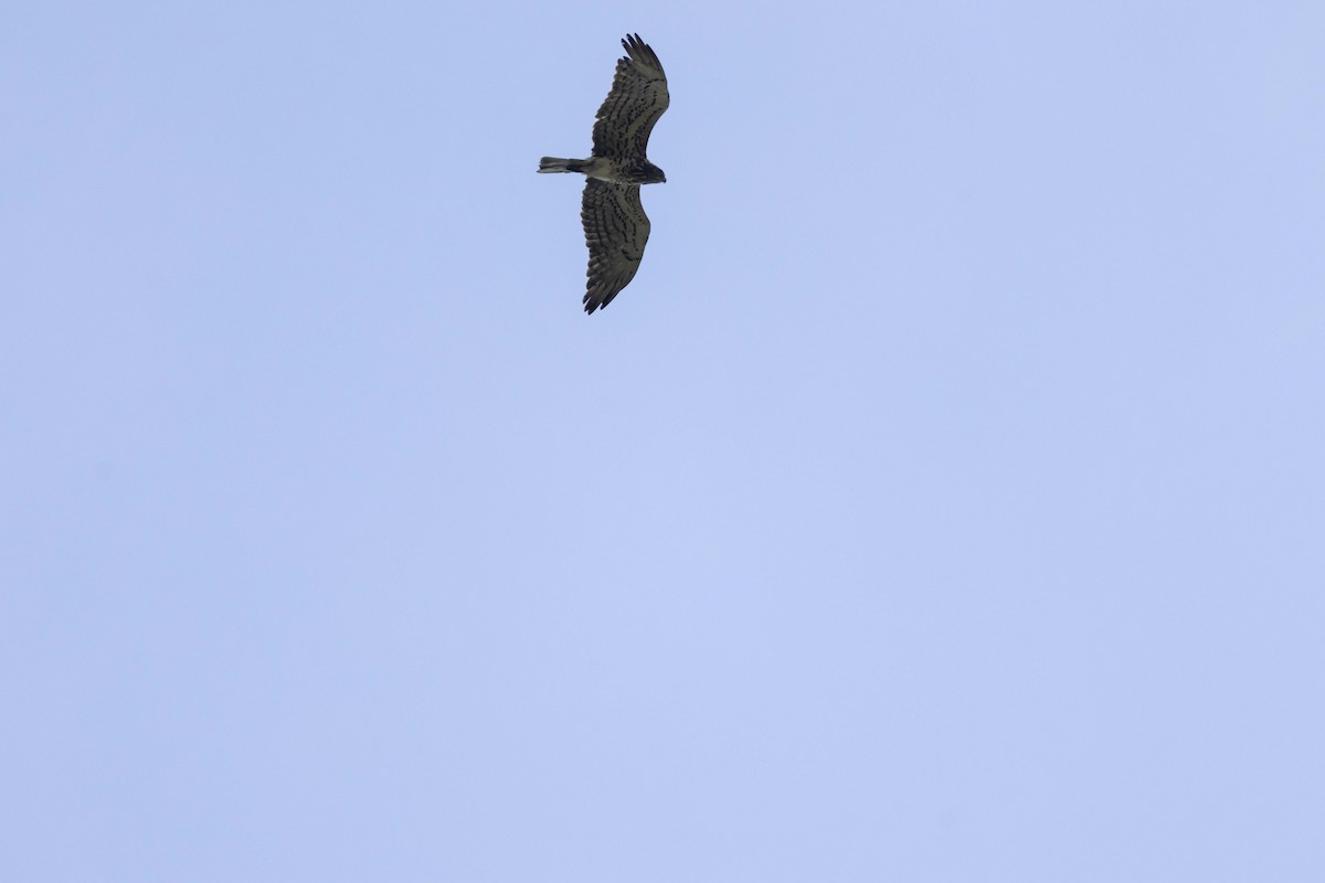 Short-toed Snake-Eagle - ML644075299