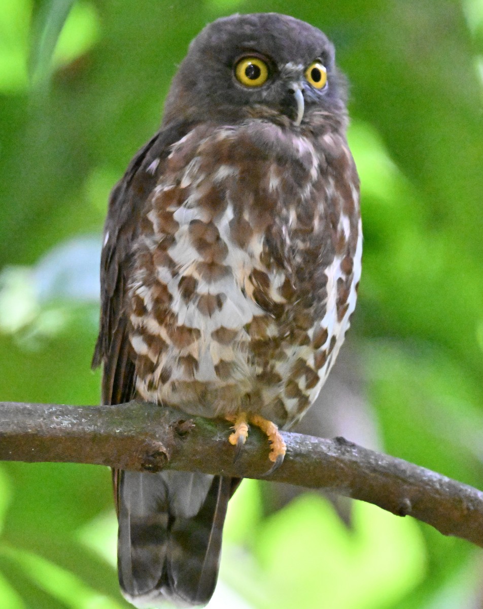 Brown Boobook - ML644075302
