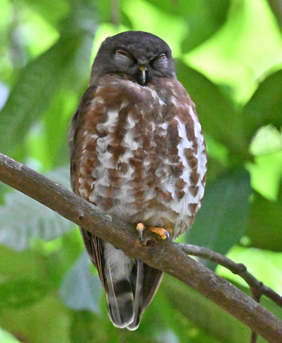 Brown Boobook - ML644075304
