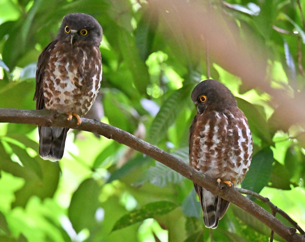 Brown Boobook - ML644075306