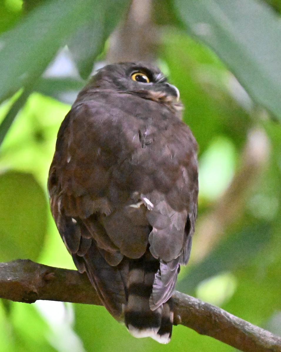 Brown Boobook - ML644075322