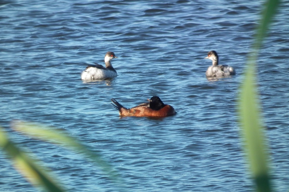 Maccoa Duck - ML644075336