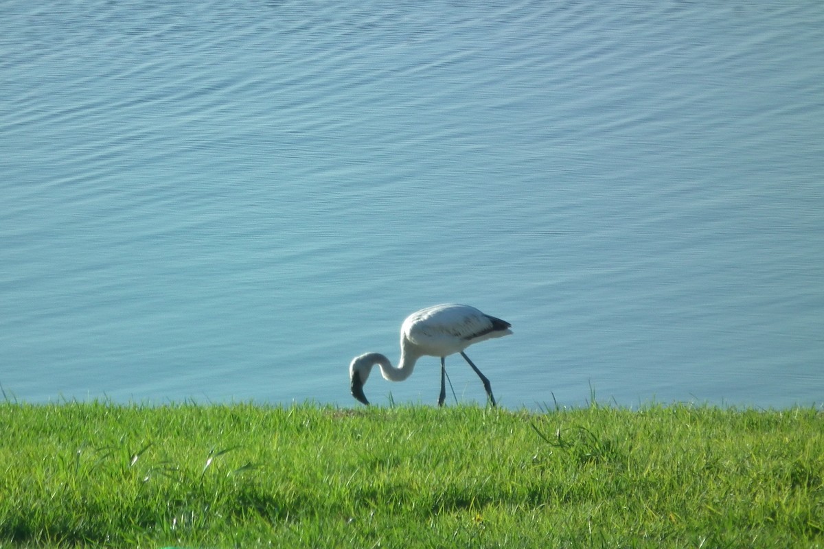 Flamant nain - ML644075340