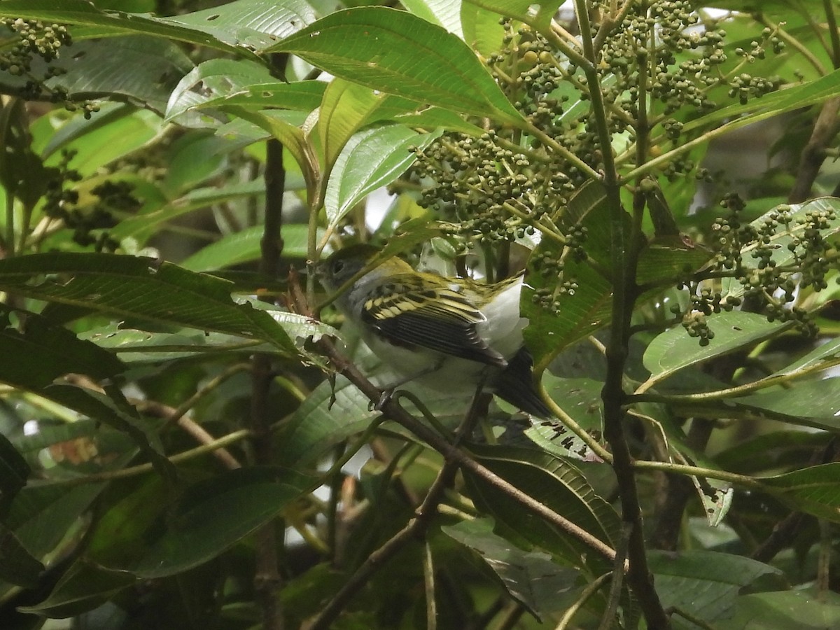 Chestnut-sided Warbler - ML644075366