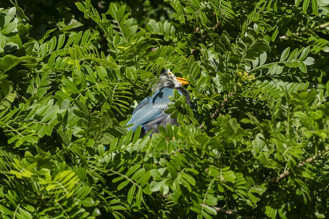 Yucatan Jay - ML644075371