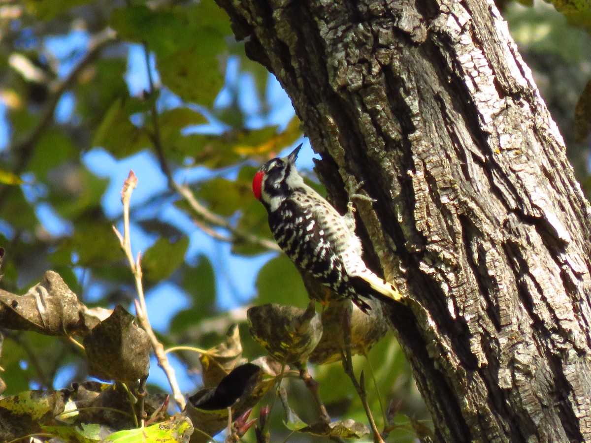 Nuttall's Woodpecker - ML644075380