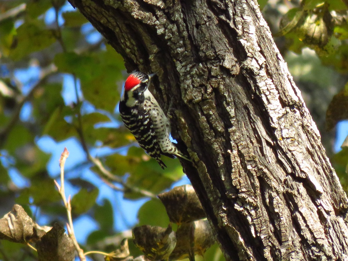 Nuttall's Woodpecker - ML644075382