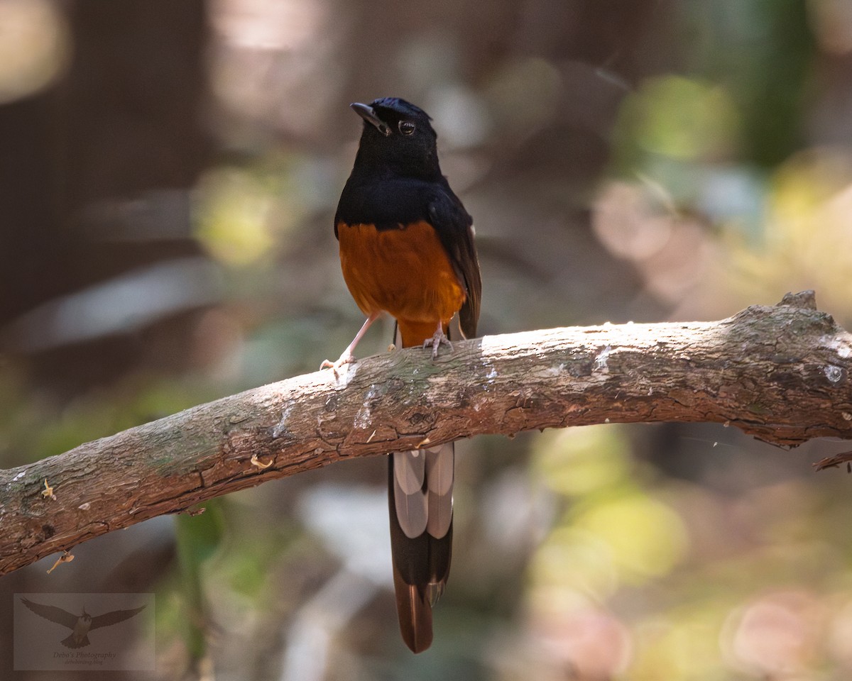 White-rumped Shama - ML644075387
