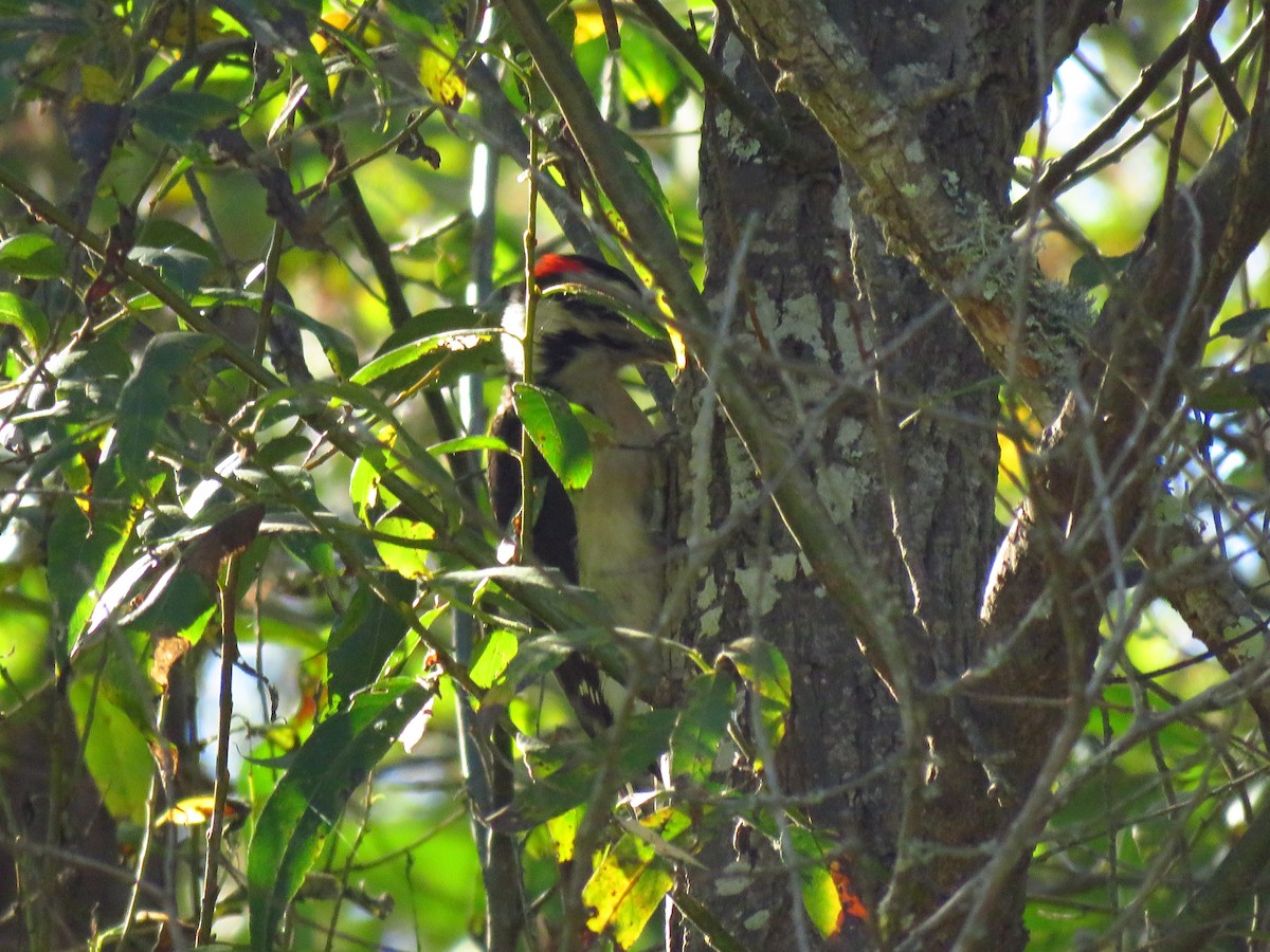 Hairy Woodpecker (Pacific) - ML644075390