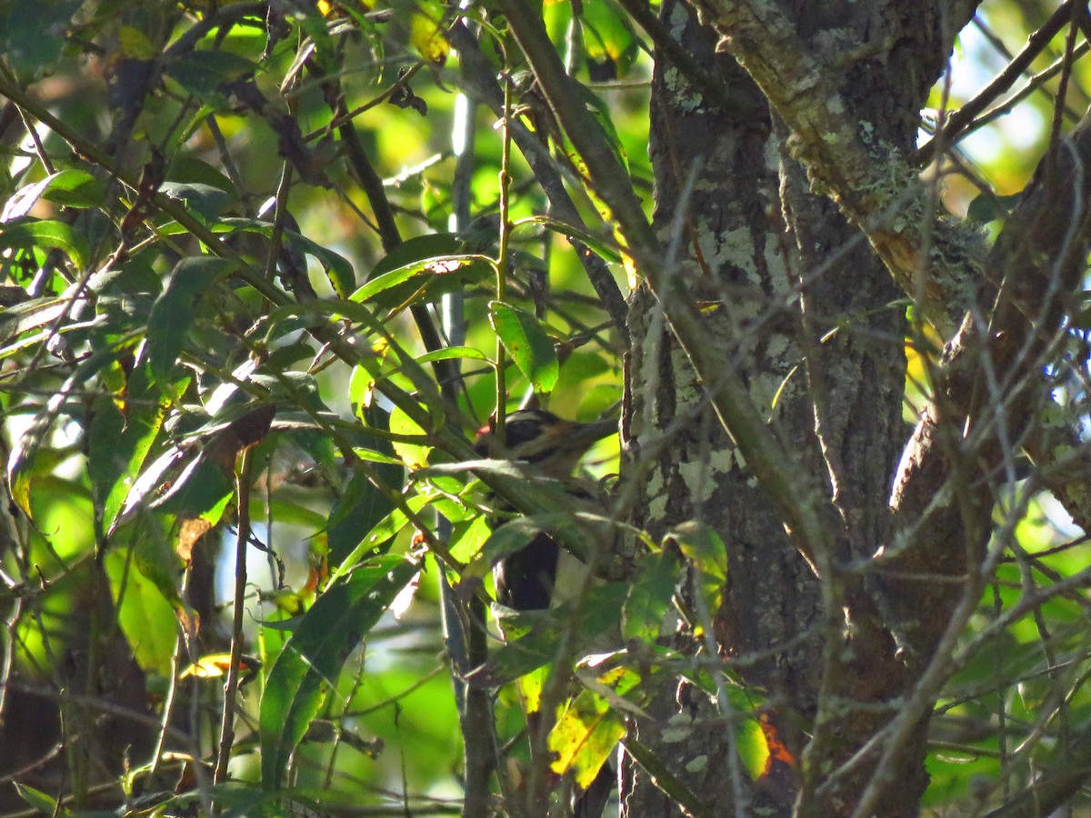 Hairy Woodpecker (Pacific) - ML644075391