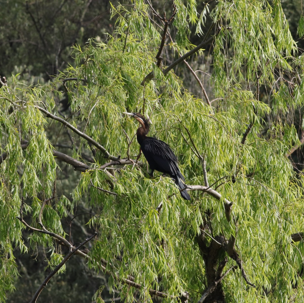 anhinga africká - ML644075411