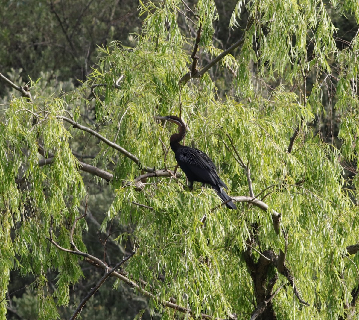 anhinga africká - ML644075412