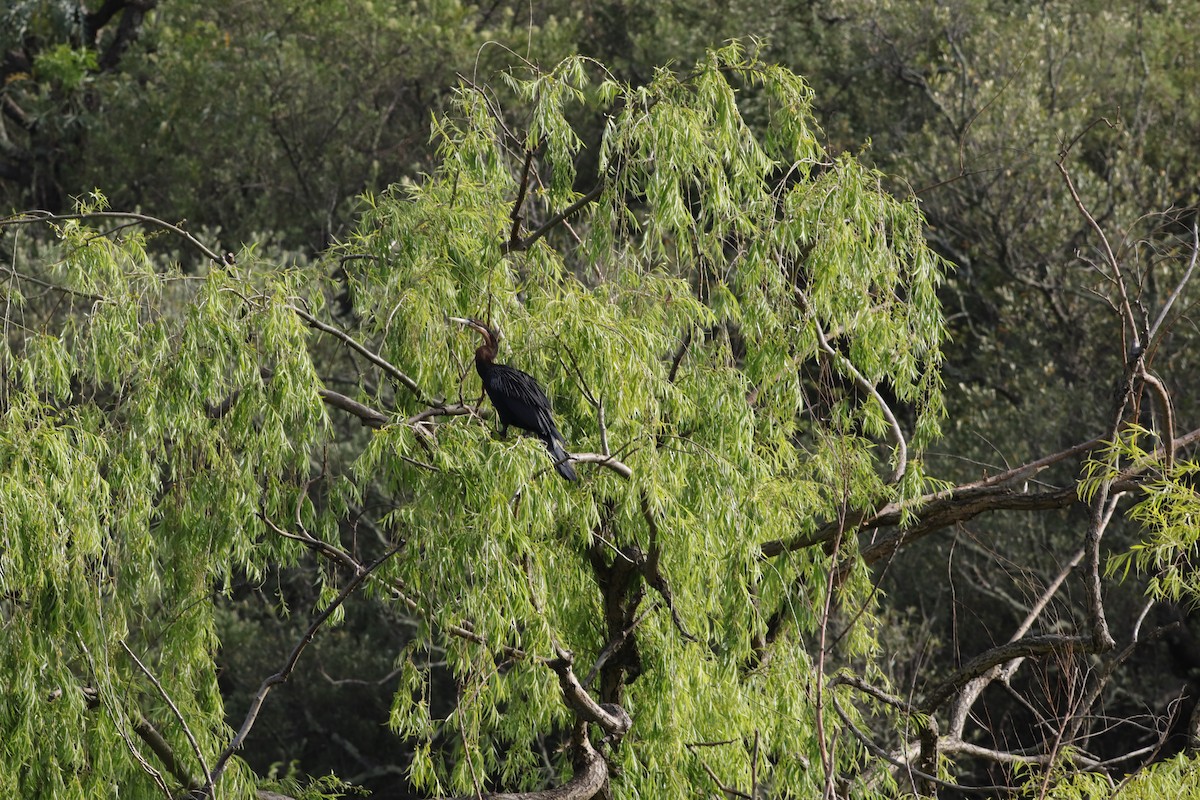 anhinga africká - ML644075413