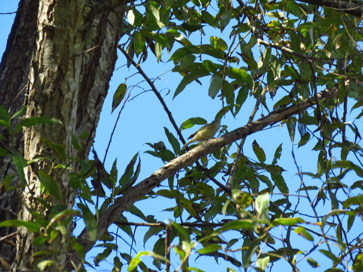 Yellow-rumped Warbler - ML644075430