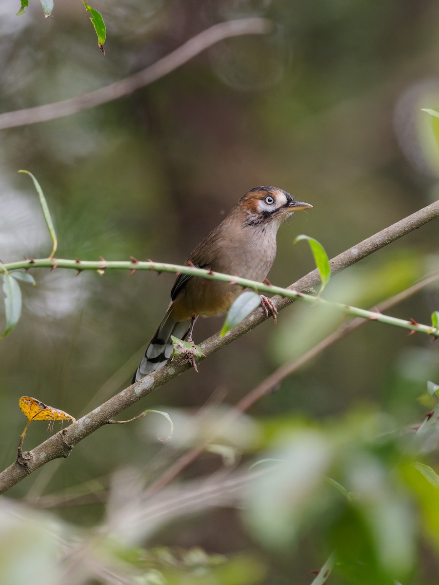 Bıyıklı Gevezeardıç - ML644075433