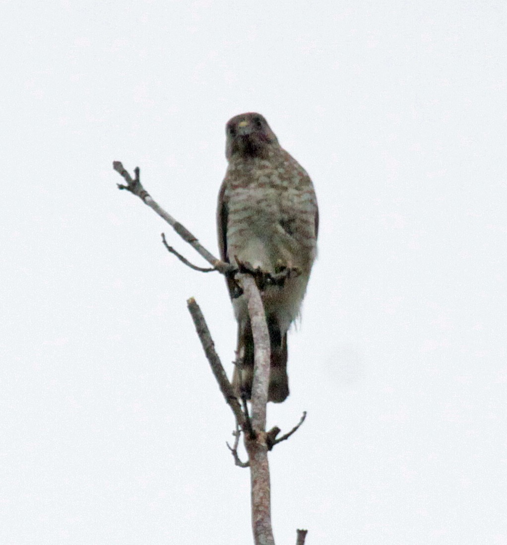 bredvingevåk - ML644075436