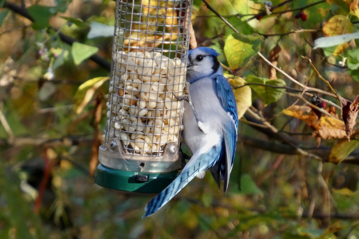 Blue Jay - ML644075441