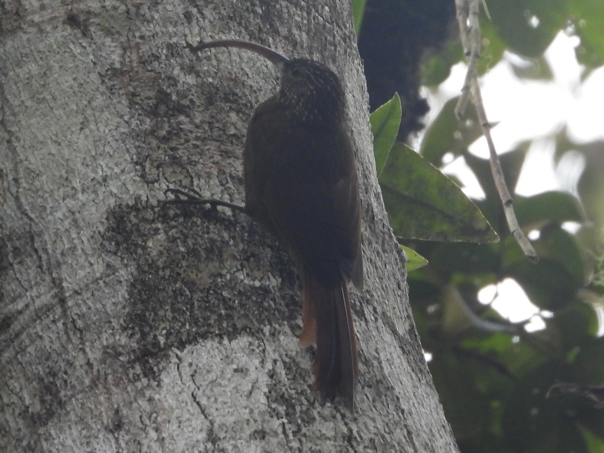 チャユミハシオニキバシリ - ML644075450