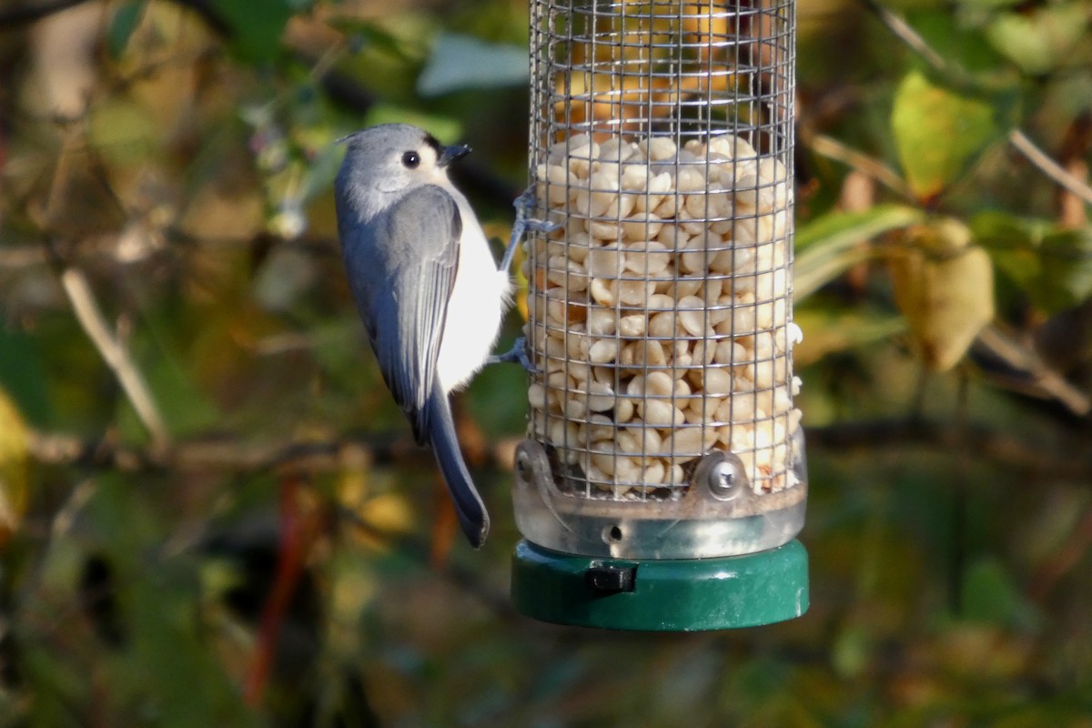 Tufted Titmouse - ML644075455