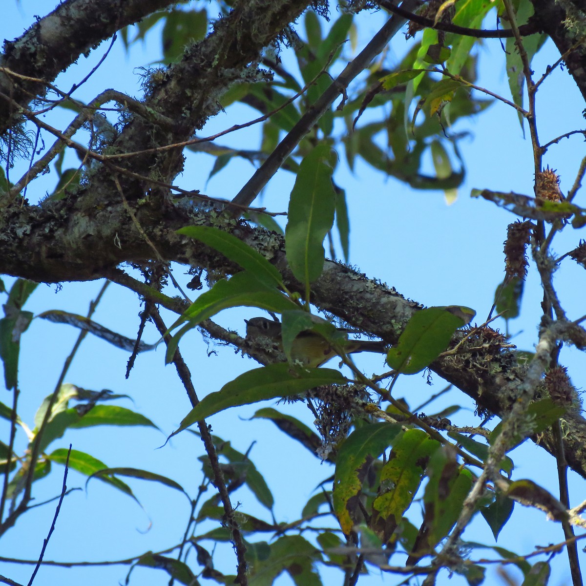 Ruby-crowned Kinglet - ML644075459