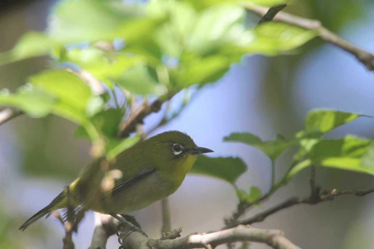 Warbling White-eye - ML644075461