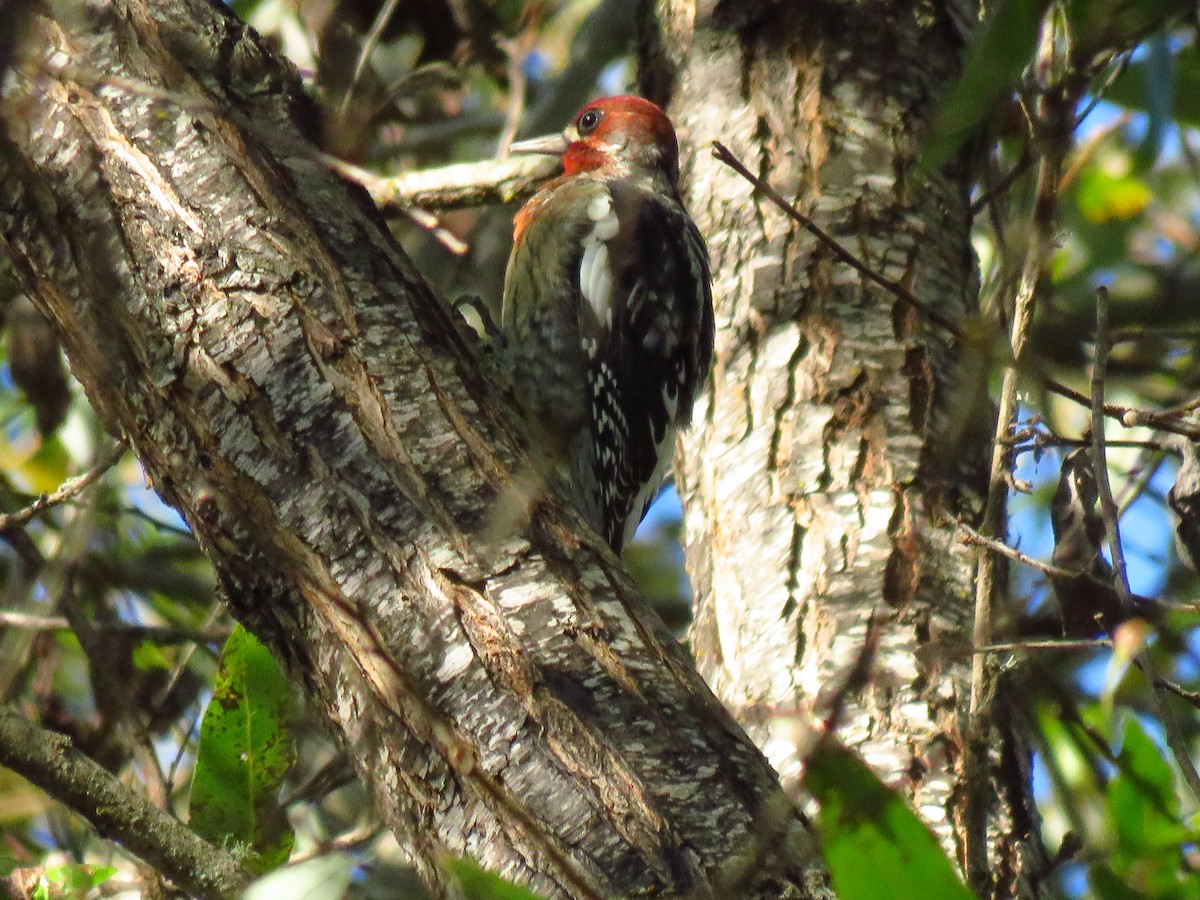 Red-breasted Sapsucker - ML644075476