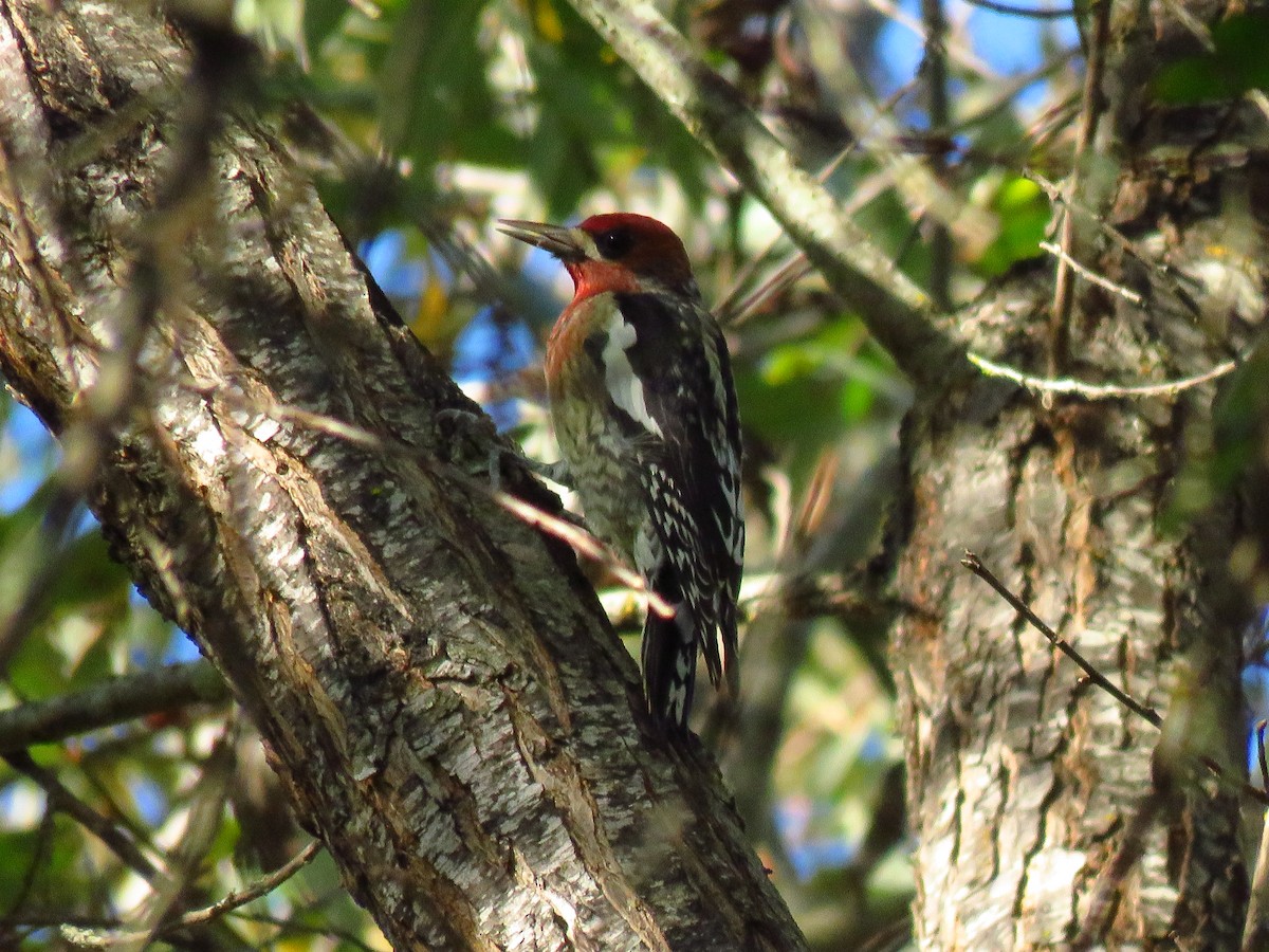Red-breasted Sapsucker - ML644075477