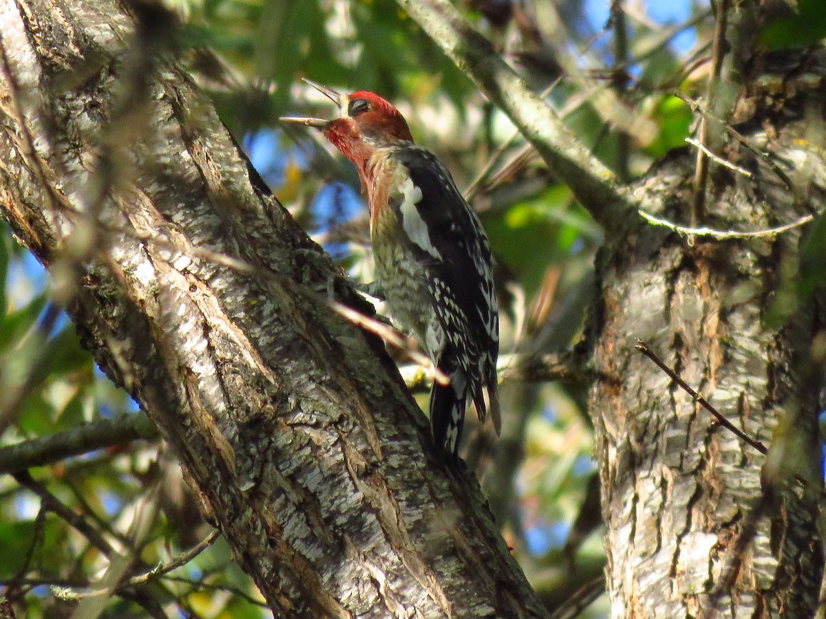 Red-breasted Sapsucker - ML644075478