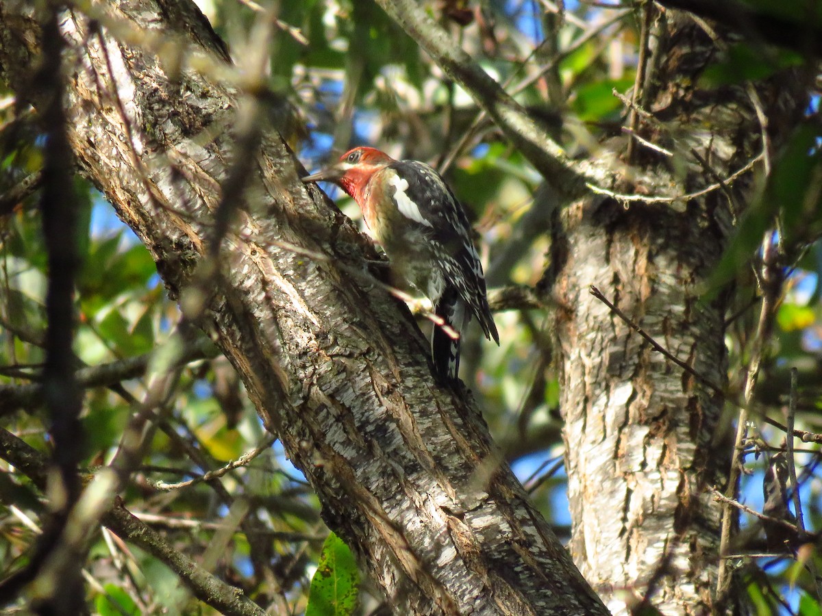 Red-breasted Sapsucker - ML644075479