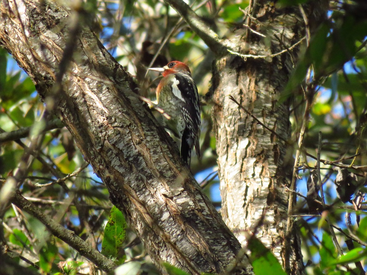 Red-breasted Sapsucker - ML644075480