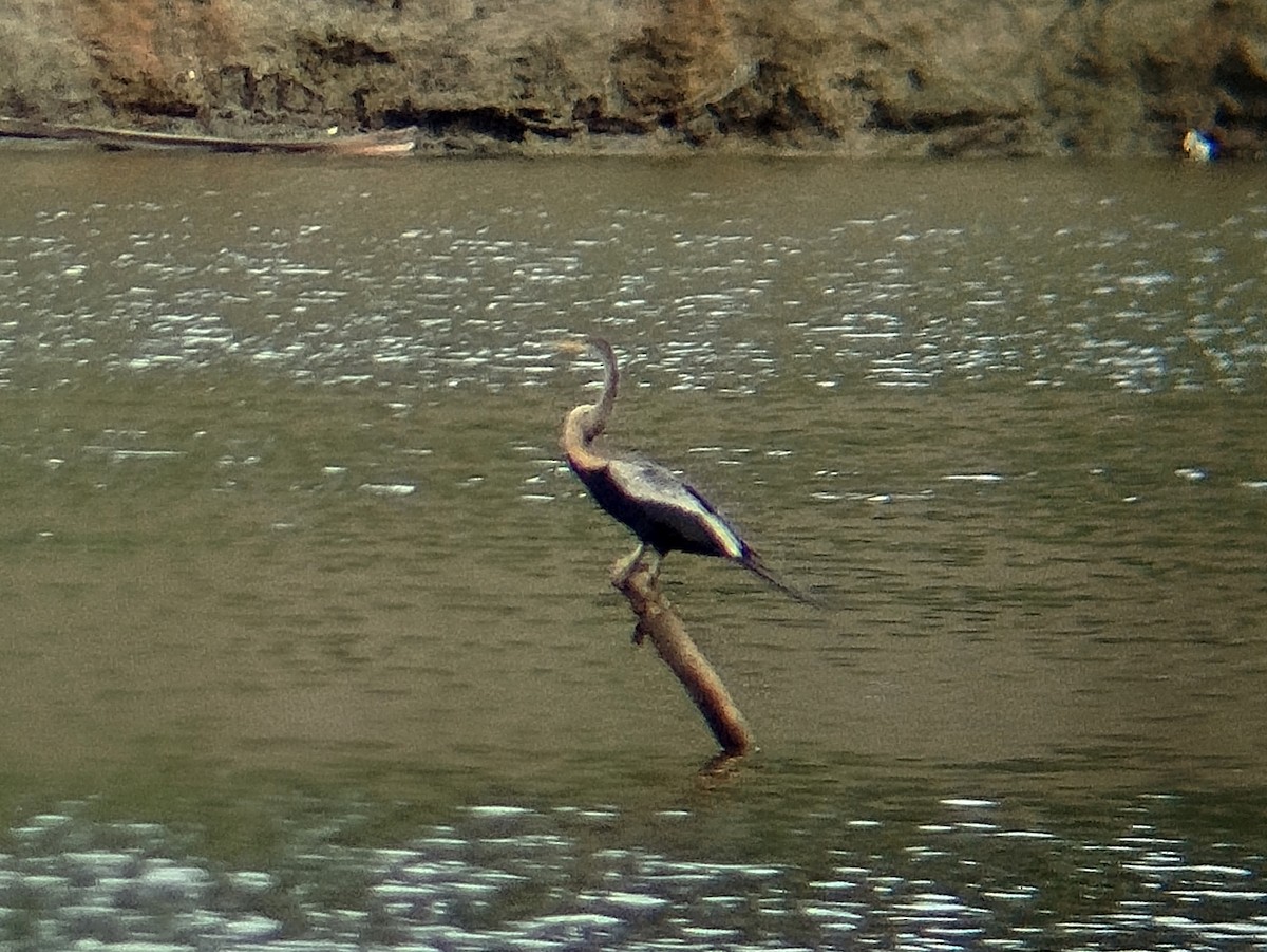 Orient-Schlangenhalsvogel - ML644075486
